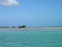 Anegada: tour del reef in tender. Coralli e mangrovie