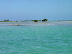 Anegada: il reef e le mangrovie