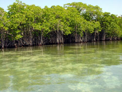 Le mangrovie di Biras Creek