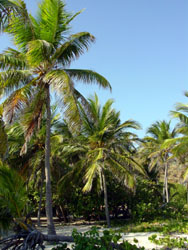 Eustatia Island: Palmeto