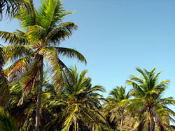 Eustatia Island: palme e cielo azzurro
