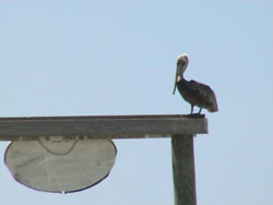 Welcome to Anegada... il pellicano  vero !
