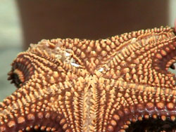 Trellis Bay: la "pancia" della stella marina.