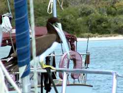 Sula a bordo