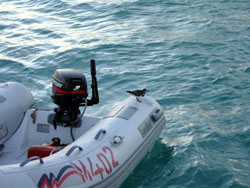 Anegada: ospite pennuto a bordo...