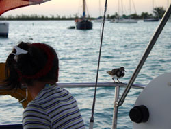 Anegada: l'ospite prende coraggio...
