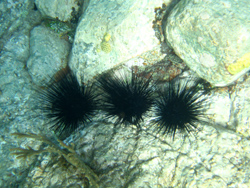 Snorkeling: ricci