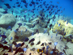 Snorkeling: il gruppo di pesci blu