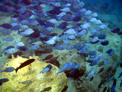 Snorkeling: il gruppo di pesci blu