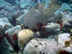 Snorkeling: corallo cervello e corallo a ventaglio