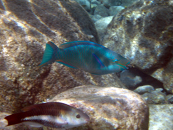 Snorkeling: pesce pappagallo