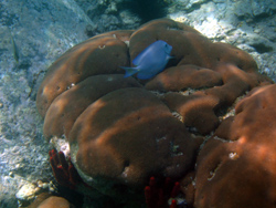 Snorkeling: corallo e pesce angelo