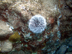 Snorkeling: riccio dagli aculei bianchi.
