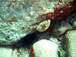 Snorkeling: un riccio ed una spugna di mare.