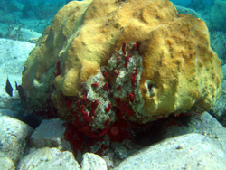 Snorkeling