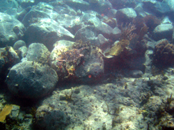 Snorkeling: la tartaruga... cliccate per ingrandire.