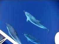 I delfini del Mar Ligure