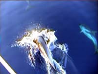 Un bel tuffo