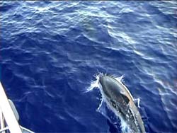 Delfino al largo di Alicudi