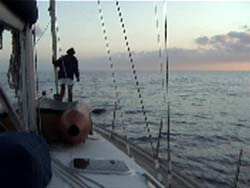 Arrivano i delfini