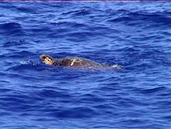La tartaruga incontrata a Palermo