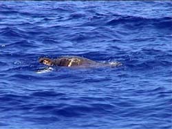 La nostra amica si immerge
