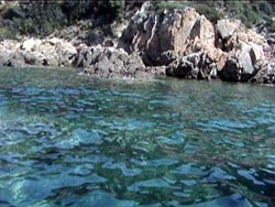 Girolata Tour
