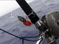 Il famigerato "Rapala-Terminator"