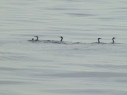 I cormorani fanno colazione