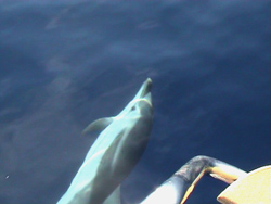 Incontriamo il primo gruppo di delfini