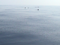 La carica dei 40 delfini..