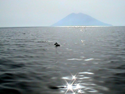 Istantanea incredibile: Stromboli e delfini.