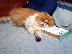 Il Tattico con anti-stress immerso in letture impegnate...