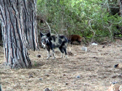 Caprera: cinghiale selvatico