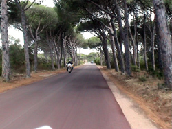 Caprera: boschi.