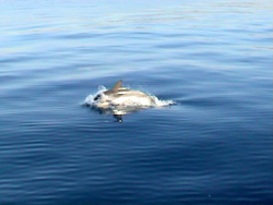 Costa Azzurra: finalmente incontriamo i delfini !