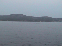 Capo Corso: Balene !