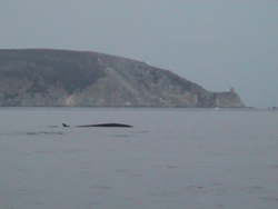 Capo Corso: Balene !