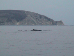 Capo Corso: Balene !!