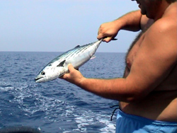 Palamita a bordo !