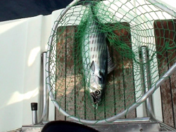 Palamita a bordo