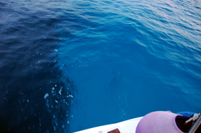 Favignana: bellissimo colore del mare.