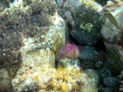 Ustica: un'anemone.