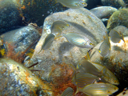 Ustica: un mare ricchissimo e popolatissimo.