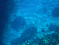 Ustica: fondali blu...
