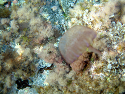 Ustica: una medusa curiosa.