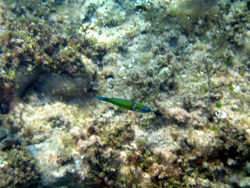 Ustica: un pesce pappagallo nostrano.