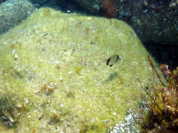 Ustica: un sarago in passeggiata.