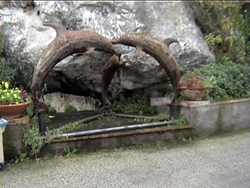 I delfini di Capri